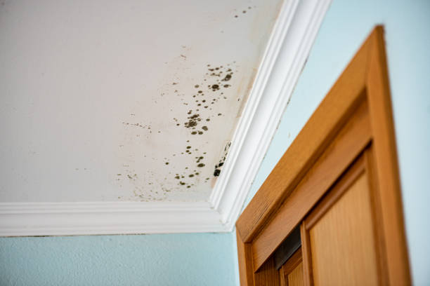 Reliable Pingree Grove, IL Mold Remediation Solutions