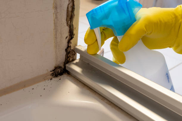 Best Black Mold Remediation in Pingree Grove, IL