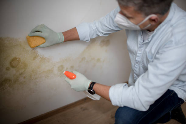 Best Basement Mold Remediation in Pingree Grove, IL