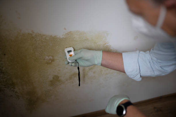Best Crawl Space Mold Remediation in Pingree Grove, IL