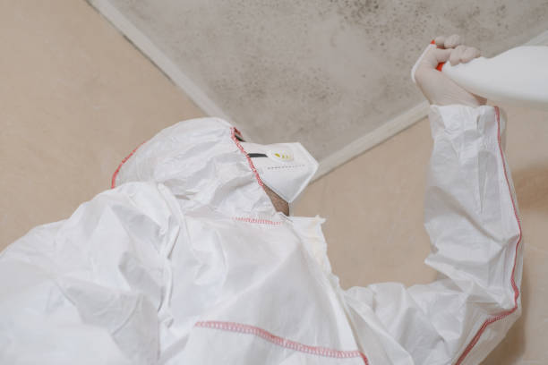 Best HVAC Mold Remediation in Pingree Grove, IL