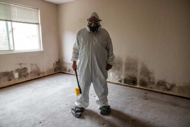 Best Post-Flood Mold Remediation in Pingree Grove, IL