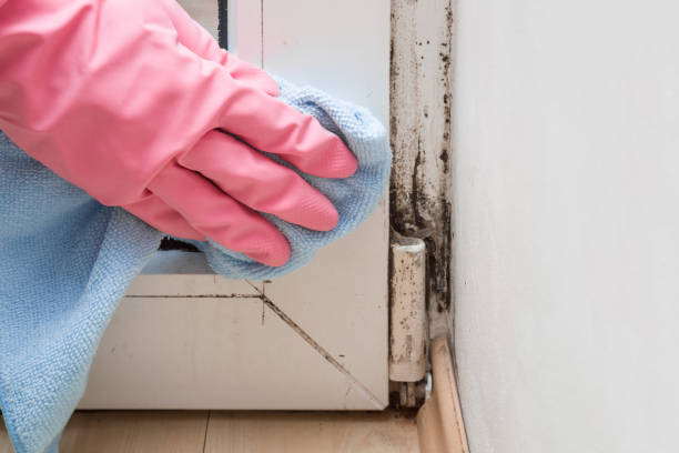 Best Health and Safety Mold Remediation in Pingree Grove, IL